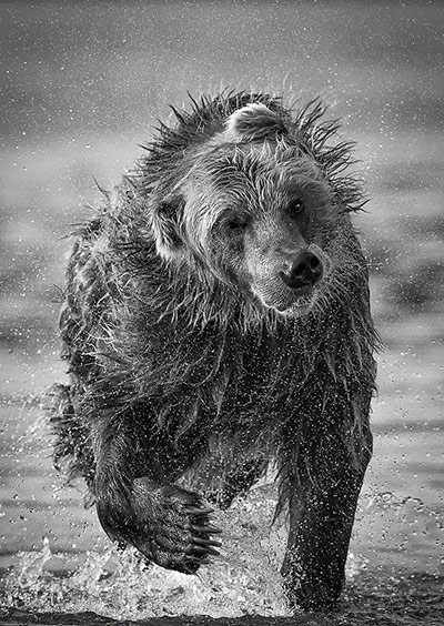在库页湖奔跑的熊（俄罗斯 勘察加半岛）