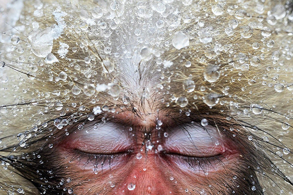 雪猴泡澡（日本 长野 地狱谷野猿公苑）