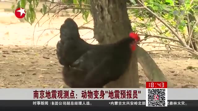 南京地震局养猪做预报员 鸡飞猪跳就上报截图